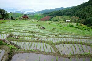 Local hut and homestay village on terraced Paddy rice fields on mountain in the countryside, Chiangmai Province of Thailand. Travel in greenery tropical rainy season concept photo