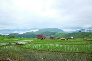 Local hut and homestay village on terraced Paddy rice fields on mountain in the countryside, Chiangmai Province of Thailand. Travel in greenery tropical rainy season concept photo