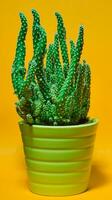 Close-up and detail of small potted cactus houseplant against orange background photo