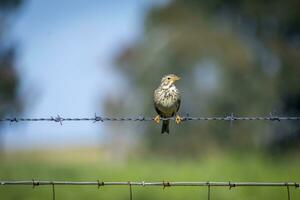 Birding in Zona de Interes Regional Llanos de Caceres y Sierra de Fuentes Caceres, Extremadura in Spain photo