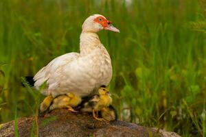 Muscovy white duck sitting on a rock in the grass breeding with ducklings photo