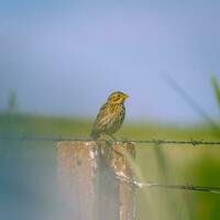 Birding in Zona de Interes Regional Llanos de Caceres y Sierra de Fuentes Caceres, Extremadura in Spain photo