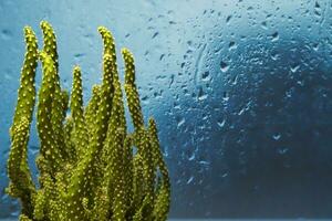 Small cactus indoors in front of window with rain drops and blue background photo
