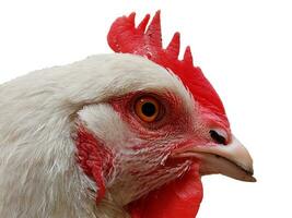 Close-up and detail of white chicken head isolated on white. Horizontal shot. photo