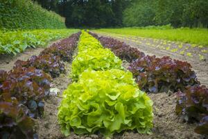 Rows of cabbage lettuce growing on the vegetable farm photo