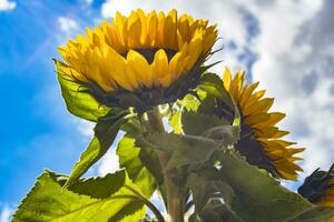 Low angle view in the sunflower field photo