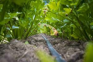 el plastico tubería para irrigación de cultivos debajo el plantas. foto