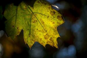 Change of season, autumn reflected in the colors of a leaf. photo