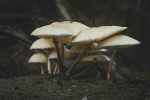 Group of porcelain fungus growing on a dead tree log. Latin name Oudemansiella mucida. photo