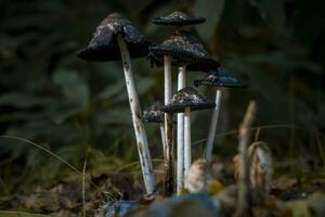 Horizontal shot of a Coprinus comatus, the shaggy ink cap, lawyer's wig, or shaggy mane, during late stage with deliquescence photo