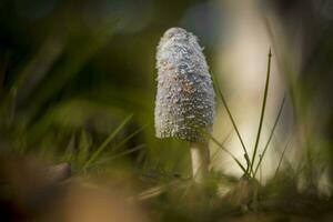 Horizontal shot of a Coprinus comatus, the shaggy ink cap, lawyer's wig, or shaggy mane photo