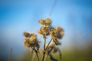 Closeup shot of Common Burdock or Arctium minus during autumn against blue sky photo