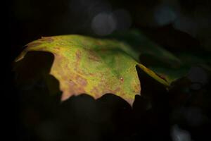 Change of season, autumn reflected in the colors of a leaf. photo