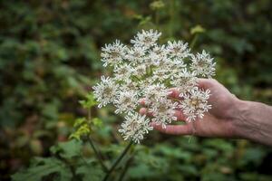 Hand holding Hogweed, also known as cow parsnip or Latin name Heracleum sphondylium against green blurry background. photo