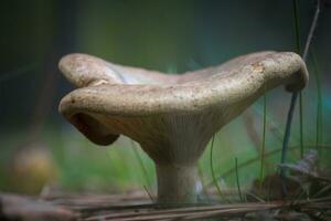 paxillus involuto, además conocido como el marrón llanta enrollable o común llanta enrollable es un basidiomiceto hongo ese es extensamente repartido a través de el del Norte hemisferio. foto