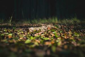 piece of dead wood lying in the early autumn falling leaves during golden hour in the forest photo