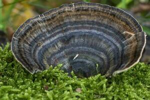 Closeup shot of shell-shaped Trametes versicolor mushroom photo