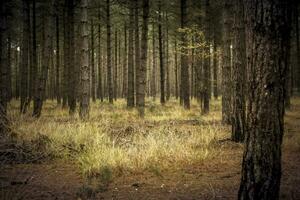 Deep down the pine tree woodland photo