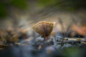 Closeup shot of Lactarius tabidus commonly known as birch milkcap. photo