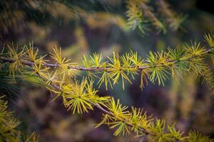 Detail closeup shot of larch tree branch during autumn with changing colors photo