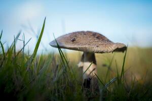 The blusher mushroom is the common name for several closely related species of the genus Amanita photo