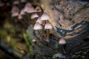 Close-up shot of bleeding fairy helmet mushrooms growing on a decaying tree log. photo
