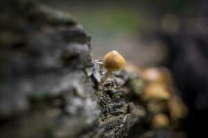 Close-up shot of scaly rustgill or latin name Gymnopilus sapineus, a widely distributed mushroom in conifer woods. photo