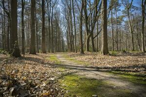 Mastenbos in Kapellen during springtime photo