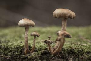 Closeup shot of mushrooms on a tree trunk with moss during autumn in the forest photo