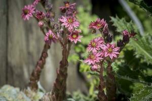 Closeup shot of Flowering Sempervivum , commonly known as houseleek photo
