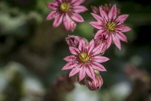 Closeup shot of Flowering Sempervivum , commonly known as houseleek photo