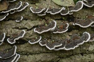 Turkey tail mushroom growing on a tree log in the forest photo