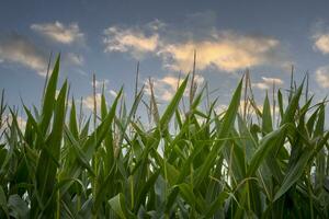 Close-up of corn field against blue sky with clouds during golden hour photo