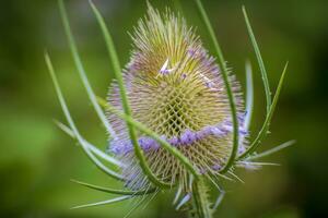 Close-up macro shot of a Dipsacus fullonum or Dipsacus sylvestris commonly known as wild teasel or fuller's teasel photo