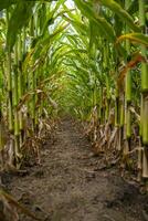 Vertical low angle shot of corn field between the crop photo