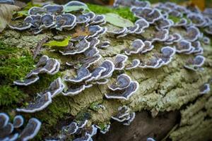 Turkey tail mushroom growing on a tree log in the forest photo