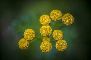 tanacetum vulgar o tansy es un perenne, herbáceo floración planta foto