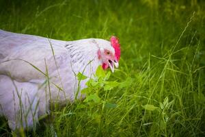 Free roaming white chicken picking and eating grass photo