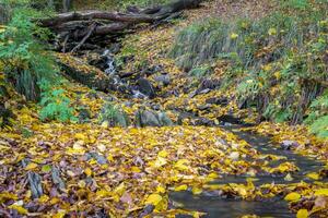 Autumn forest scene with colored foliage and flowing water between rocks photo