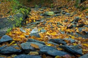 Autumn forest scene with colored foliage and flowing water between rocks photo