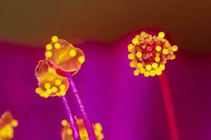 extreme macro of yellow stamens at the red flower photo