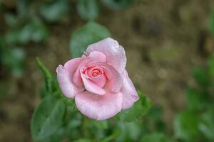 Top view of delicate pink rose on blurred background with copy space photo
