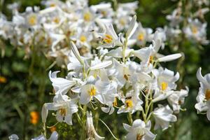 Many beautiful white lily  in summer flower garden. Gentle lilium pattern lilly texture print photo