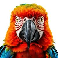 AI generated Striking parrot isolated on white photo