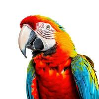 AI generated Striking parrot isolated on white photo