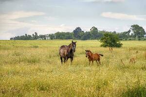Horse mare and her beautiful foal on a field photo