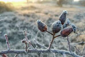 Close up of frozen rose hips on the field in winter. Blurred background photo