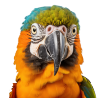 ai generiert isoliert Papagei auf Weiss, ein beschwingt Anzeige von tropisch Schönheit png