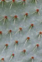 Closeup of spines on cactus, background cactus with spines photo