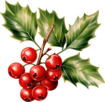ai gerado festivo azevinho arbusto com vermelho suculento bagas png